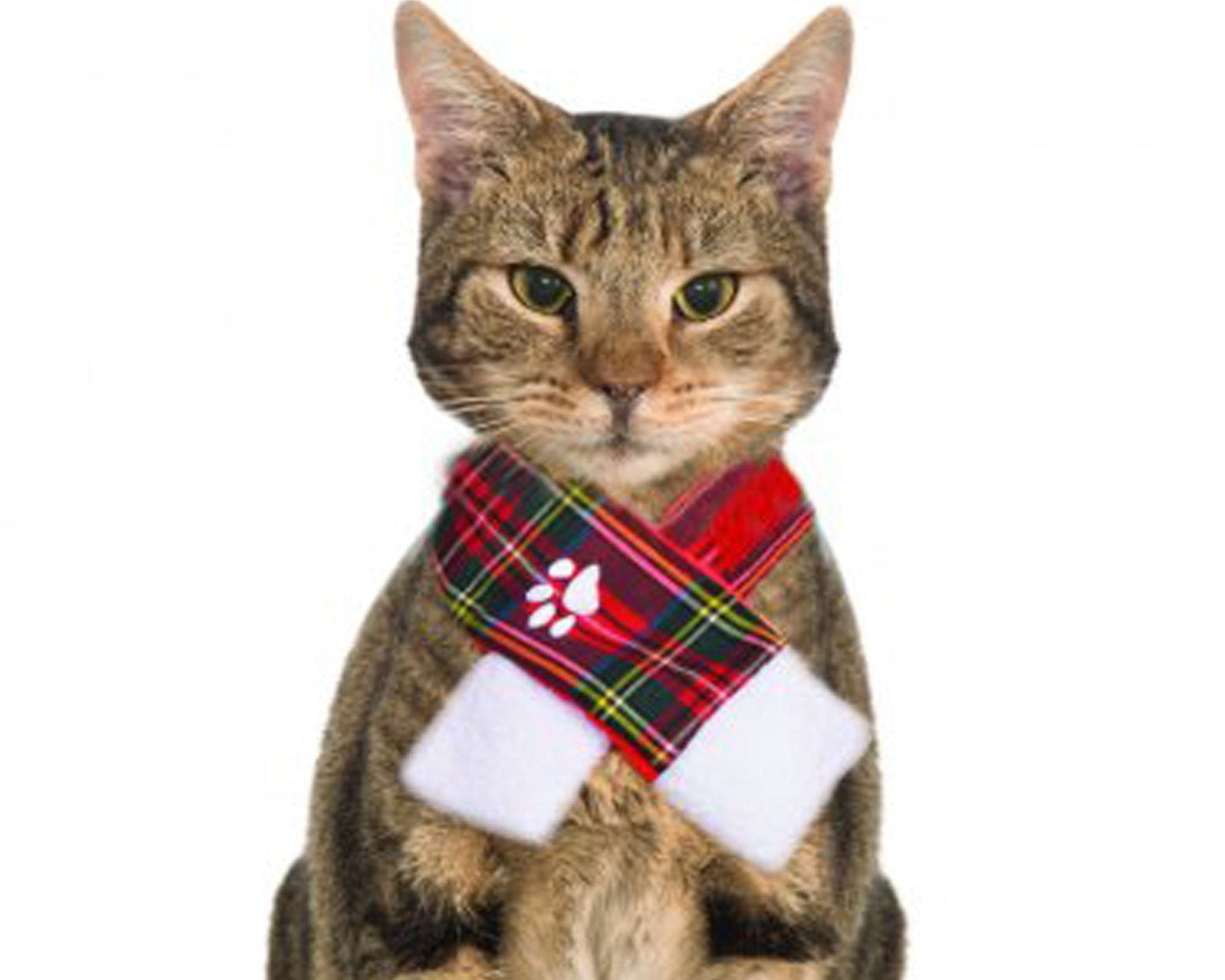 Cat wearing a plaid scarf with paw design on a white background